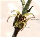  Fruit (Capsule) enveloped by persistent calyx